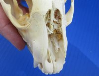 Wholesale Grade B raccoon skulls 4" - 4-1/2" (damaged) - 2 pcs @ $23.00 each; 6 or more @ $20.50 each