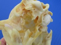 Wholesale Grade B raccoon skulls 4" - 4-1/2" (damaged) - 2 pcs @ $23.00 each; 6 or more @ $20.50 each