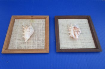 8" x 8" Wood framed lambis spider conch shell - 3 pcs @ $2.50 each 