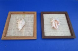 8" x 8" Wood framed lambis spider conch shell - 12 pcs @ $2.10 each  
