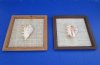 8" x 8" Wood framed lambis spider conch shell for shell art - Case of 12 pcs @ $2.10 each