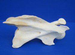 Wholesale African Giraffe single large neck vertebrae 10 to 13 inches long - $50 each; 3 pcs @ $45 each.