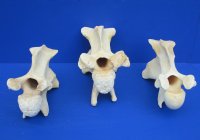 Wholesale African Giraffe single large neck vertebrae 11 to 13 inches long $45 each; Packed: 3 pcs @ $40 each.