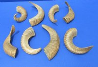 Wholesale Sheep Horns, Ram Horns 8 to 11 inches around the curl - Packed: 2 pcs @ $6.25 each; Packed: 10 pcs @ $5.50 each (You will receive horns similar to those pictured.) 