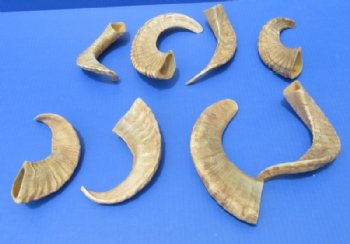 Buffed Indian Sheep Horns, Ram Horns 8 to 11 inch (2 pc, 10 pc)