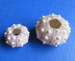 Sputnik sea urchins 2 inch to 3 inch - Case of 150 pcs @ $.90 each