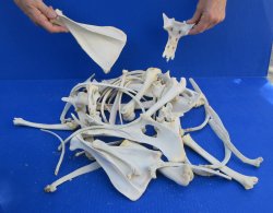 4lb Assorted Bones