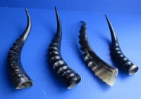 Polished Blesbok Horns 10 to 16 inch - (2 pc, 8 pc)