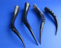 Wholesale Polished Blesbok Horns 10 to 16 inches - 2 pcs @ $15.00 each; 8 pcs @ $13.50 each 