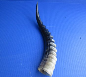 Polished Blesbok Horns 10 to 16 inch - (2 pc, 8 pc)