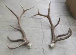 Pair of Elk Antlers 47 and 48 inches for sale - $500 - Pick Up Only!