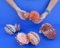 Wholesale Double Spondylus Princeps (Spiny Oyster Shell Pairs) 6" up to 9" -  $59 each 3 pcs @ $53 each