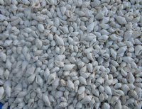 Wholesale Tiny Off White (nassa) nassarius snail shells for crafts - Case of 20 kilos @ $5.40 a kilo ($108 a case)