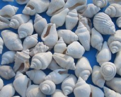 Wholesale Tiny Off White (nassa) nassarius snail shells for crafts - 20 kilos @ $5.40 a kilo ($108 a case)
