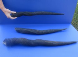 Female Eland Horns ...