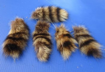 Wholesale small tanned raccoon tails 5 to 7 inches long. -  5 pcs @ $3.00 each;  25 pcs @ $2.70 each