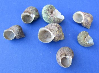 Wholesale Turbo Stenogyrus, natural shells  3/4 inch to 1-1/2 inches - 1 gallon @ $6.50/gallon
