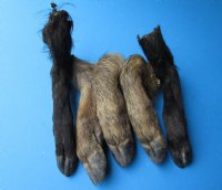 Wholesale Large Wild Boar feet/legs,  measuring 9 to 12 inches in length - $8.00 each