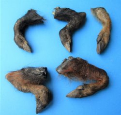 Up to 6 inches Wholesale Wild Boar Legs, Wild Boar Feet -  2  pc @ $5.00 each