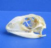 1-1/4 to 2 inches Wholesale Green Iguana Skulls, Beetle Cleaned and Partially Whitened - Pack of 1 @ $29.00 each; Pack of 6 @ $26.00 each