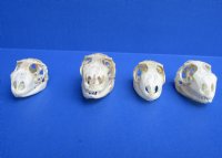1-1/4 to 2 inches Wholesale Green Iguana Skulls, Beetle Cleaned - $29.00 each; 6 @ $26.00 each