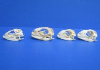 1-1/4 to 2 inches Wholesale Green Iguana Skulls, Beetle Cleaned - $29.00 each; 6 @ $26.00 each