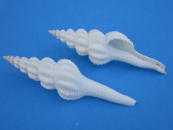 White Spindle Snail Seashells 5" to 6" - 25 pcs @ $1.00 each; 100 pcs @ $.90 each