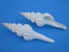 Wholesale White Spindle Snail Seashells fusinus forceps, commercial grade, 4 to 5 inches - Packed: 25 pcs @ $.65 each; Packed: 150 pcs @ $.55 each