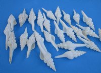 Wholesale White Spindle Snail Seashells  4 to 5 inches -  25 pcs @ $.65 each;  150 pcs @ $.55 each