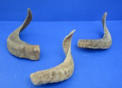 Merino Sheep Horns, Ram Horns 9 to 18 inch (2 pc, 12 pc)