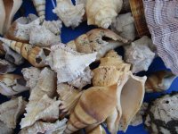 30 pounds Wholesale Mixed Garden Seashells for Landscaping - Case of 3 Ten Pound Bags @ $10.50 a bag
