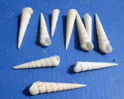 Wholesale White Turritella Seashells 2 to 4 inches - 100 pcs @ $.30 each; 500 pcs @ $.27 each