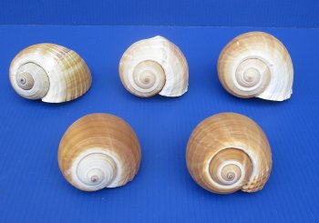 Wholesale Tonna Cape, Tonna Olearium shells 7 inches - 24 pcs @ $6.75 each