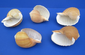 Wholesale Tonna Olearium, Tonna Cepa Shells 5 to 5-3/4 inches - Case of 20 pcs @ $2.70 each 