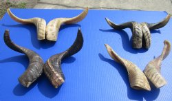 Semi-Polished Matching Pair of wholesale sheep horns, ram horns 12 inches to 15 inches - $20.00 a pair