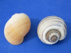 Wholesale Pila Globosa or Apple snail Shells for Crafts 2 inch to 2-1/2 inch - Case of 700 pcs @ $.21 each