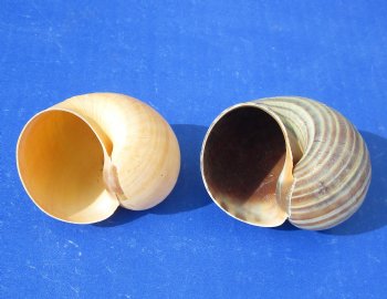 Wholesale Pila Globosa or Apple snail Shells for Crafts 2 inch to 2-1/2 inch -  25 pcs @ $.25 each   