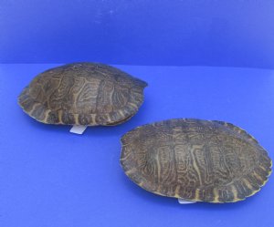 Empty River Cooter Turtle Shells Wholesale