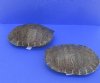Wholesale River Cooter Turtle Shells 8 inch to 8-3/4 inch long - $15.00 each