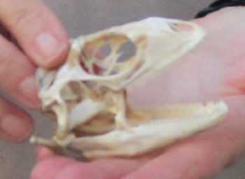 Iguana skull for sale, 3 inches  $70.00