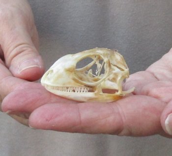 Iguana skull for sale, 2 inches  $40.00