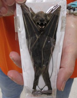 Wholesale Lesser short-nosed fruit bat Preserved Bat (wings folded) (Cynopterus brachyotis) measuring 5 inches long- $28.00 each; 4 pcs @ $25.00 each