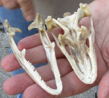 Iguana skull for sale, 3 inches  $70.00
