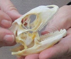 Iguana skull for sa...