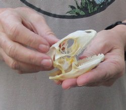 Iguana skull for sa...