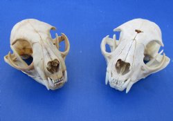  B-Grade North American Bobcat Skulls - $39 each