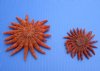 Wholesale Red Sunflower starfish 3 inch to 4 inch - Packed: 12 pcs @ $1.65 each; Packed: 60 pcs @ $1.45 each