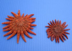 Wholesale Red Sunflower starfish 3 inch to 4 inch - 12 pcs @ $1.65 each; 60 pcs @ $1.45 each