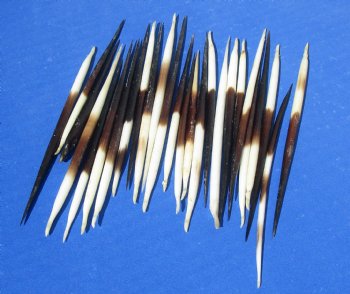 3 to 5 inch Wholesale fat Porcupine Quills (cleaned) for sale - 50 pcs @ $.45 each