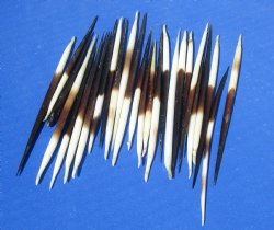 3 to 4-7/8 inches fat Porcupine Quills - 50 pcs @ $.45 each; 100 pcs @ $.40 each 
